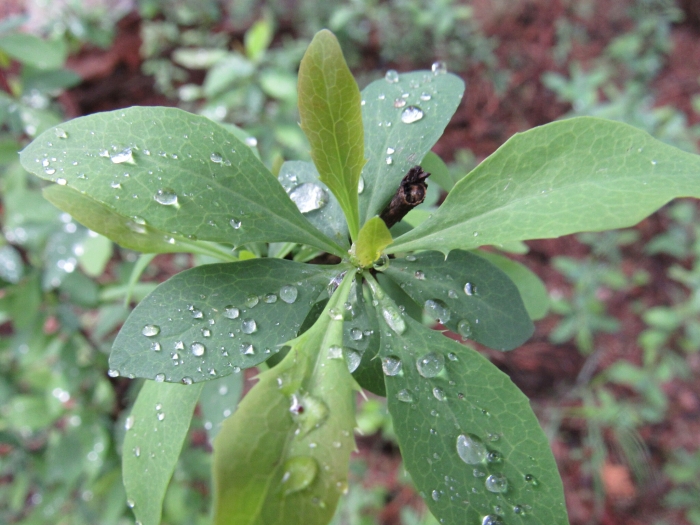 Berberis fendleri image