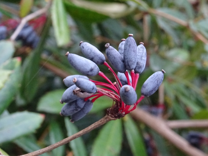 Berberis julianae image