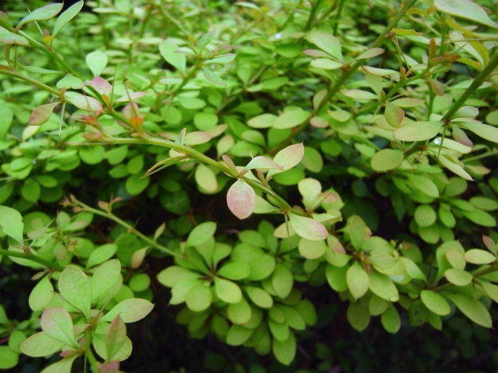 Berberis koreana image