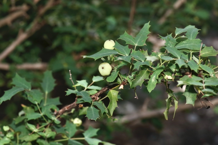 Berberis swaseyi image