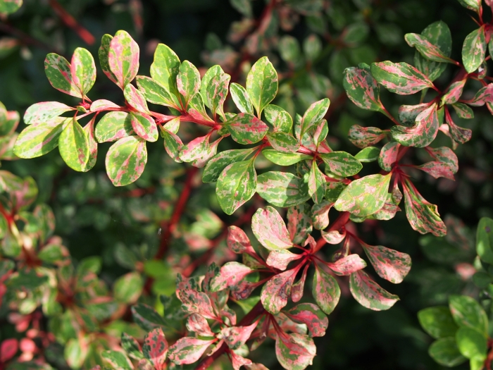 Berberis thunbergii image
