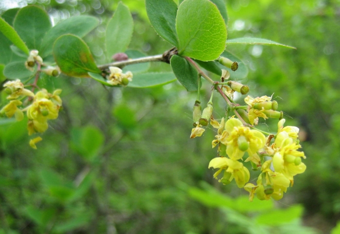 Berberis vulgaris image