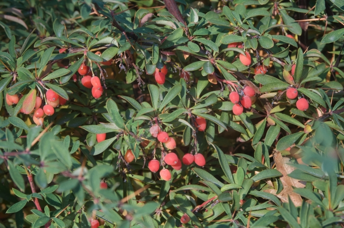 Berberis wilsoniae image