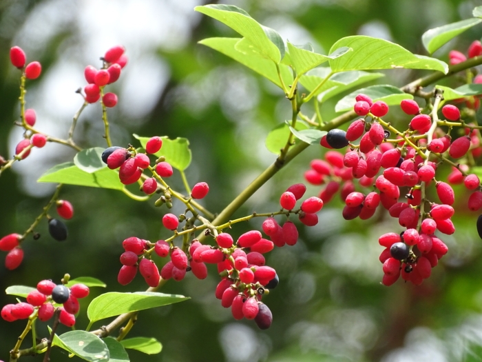Berchemia floribunda image