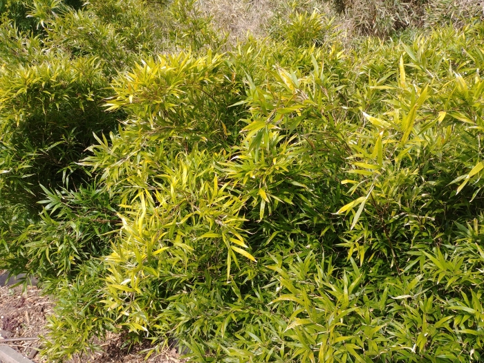 Bergbambos tessellata image