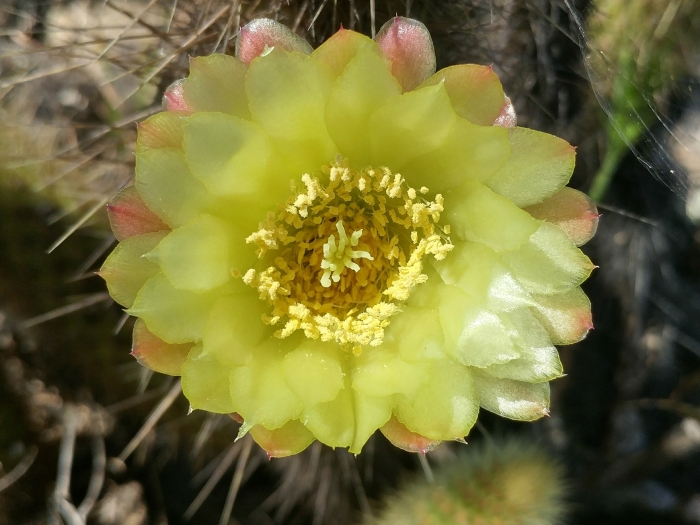 Bergerocactus emoryi image