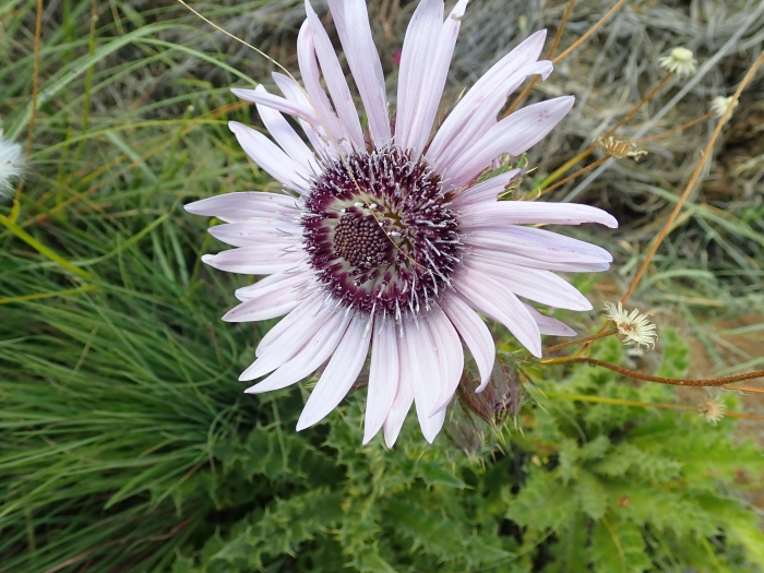 Berkheya purpurea image