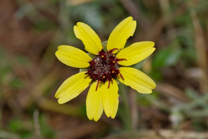 Berlandiera lyrata image
