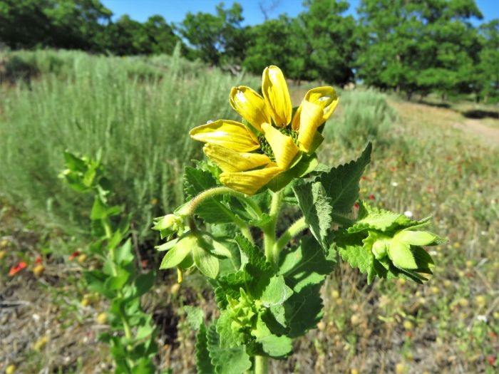 Berlandiera texana image