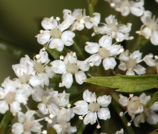 Berula erecta image