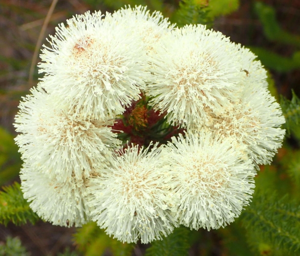 Berzelia abrotanoides image