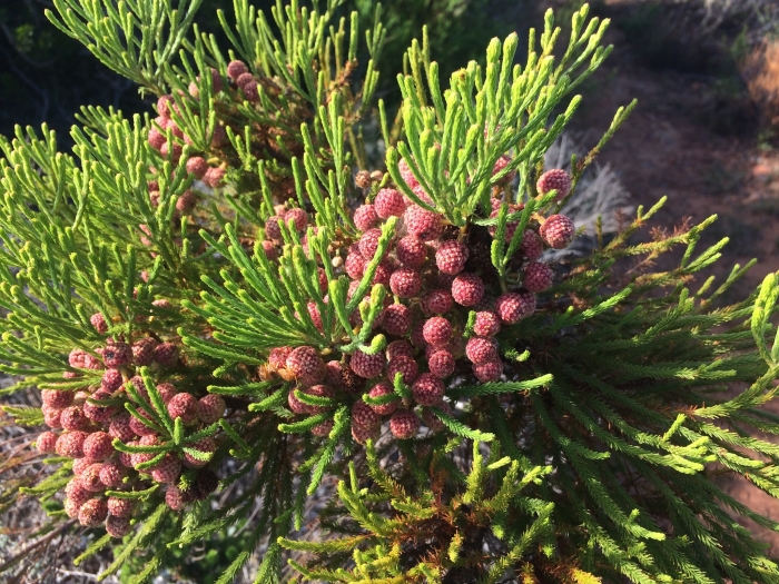 Berzelia lanuginosa image