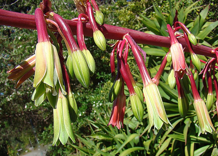 Beschorneria albiflora image