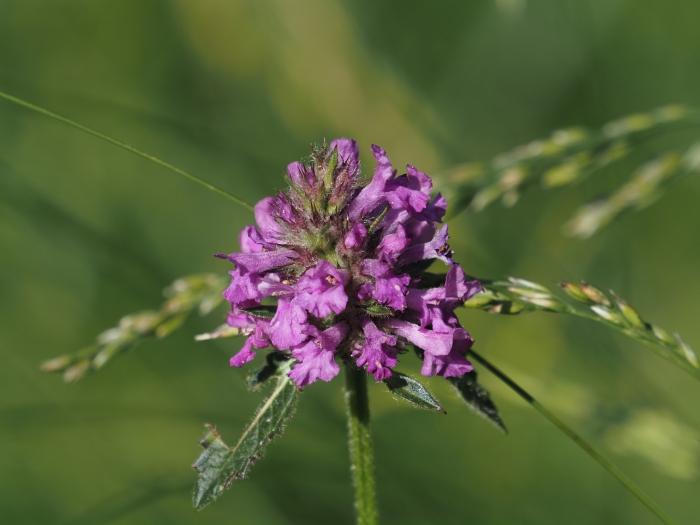 Betonica officinalis image