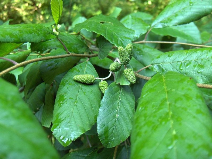 Betula alleghaniensis image
