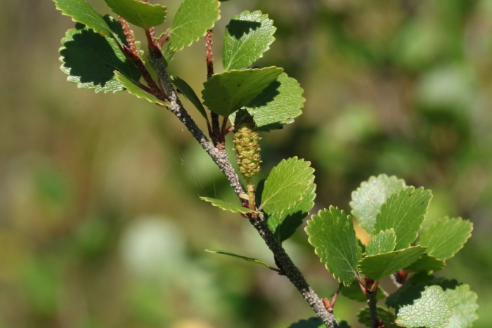 Betula glandulosa image