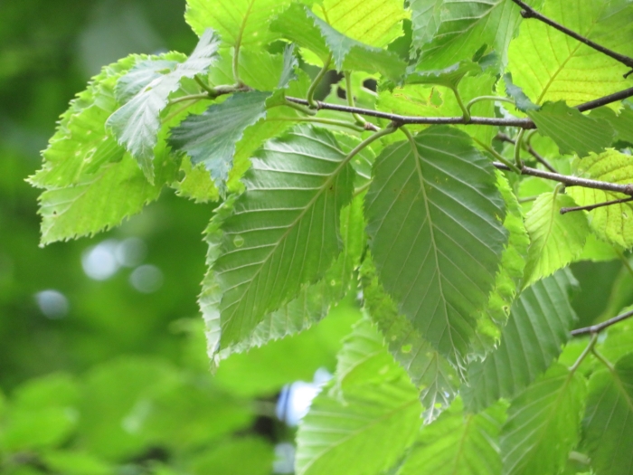 Betula grossa image