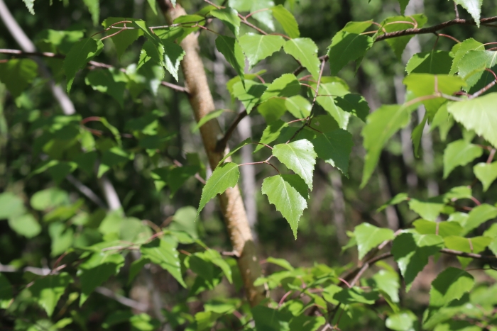 Betula populifolia image