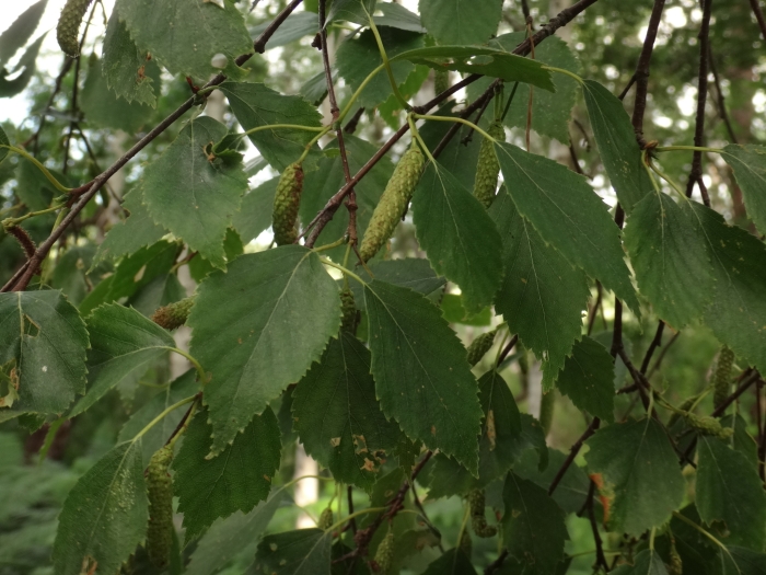 Betula pubescens image