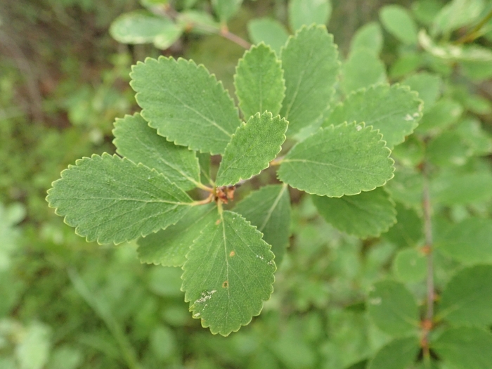 Betula pumila image