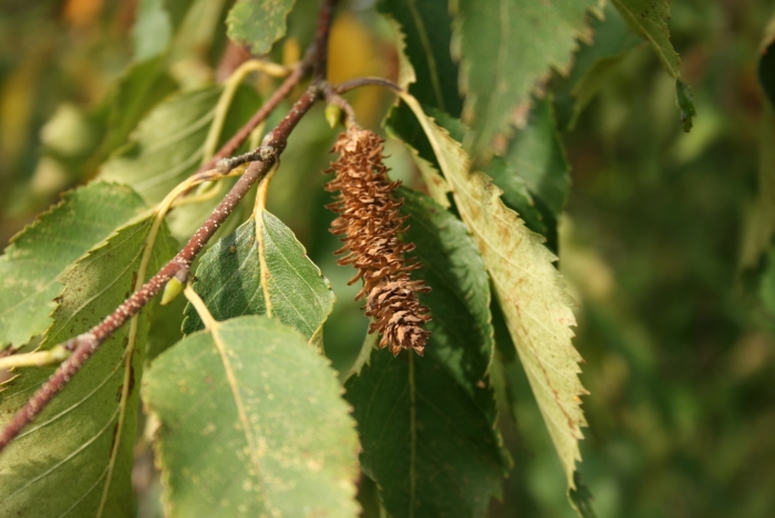 Betula albosinensis image