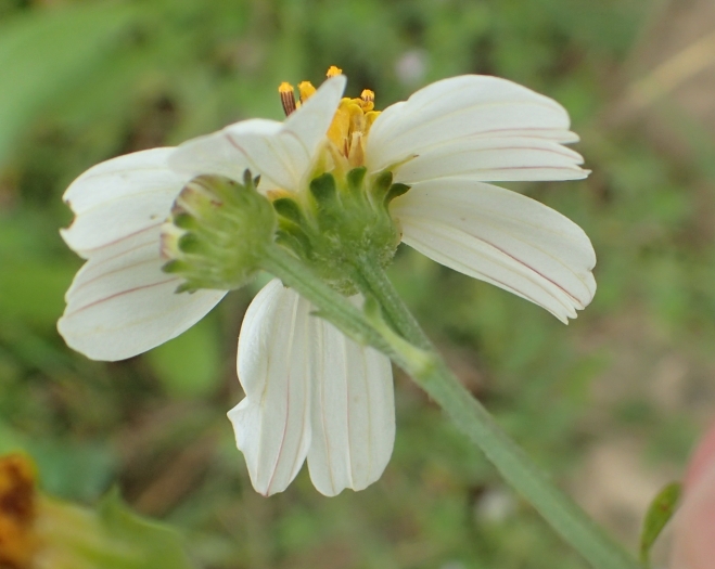 Bidens alba image
