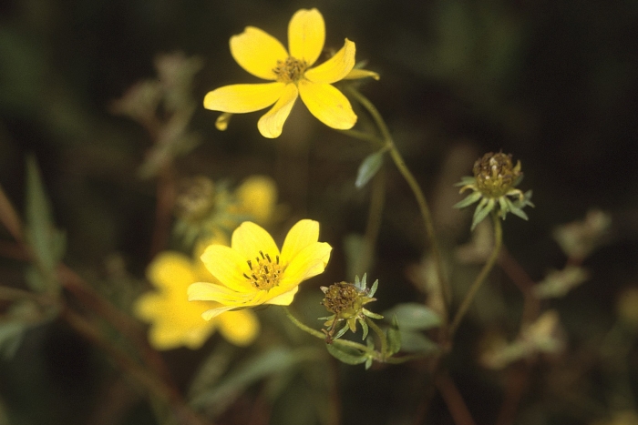 Bidens aristosa image