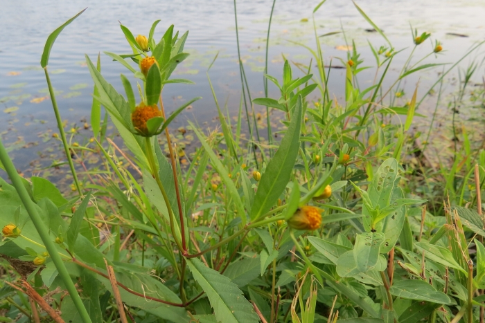 Bidens connata image