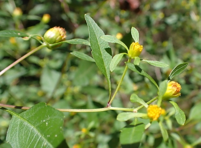 Bidens discoidea image