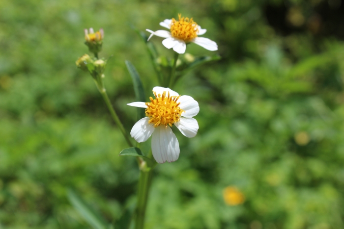 Bidens pilosa image
