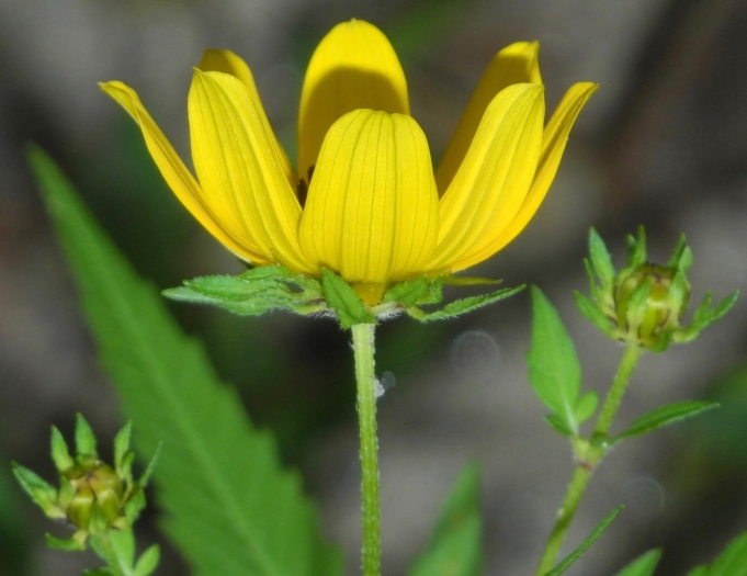 Bidens polylepis image