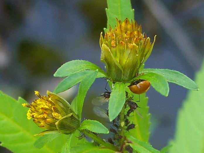Bidens tripartita image