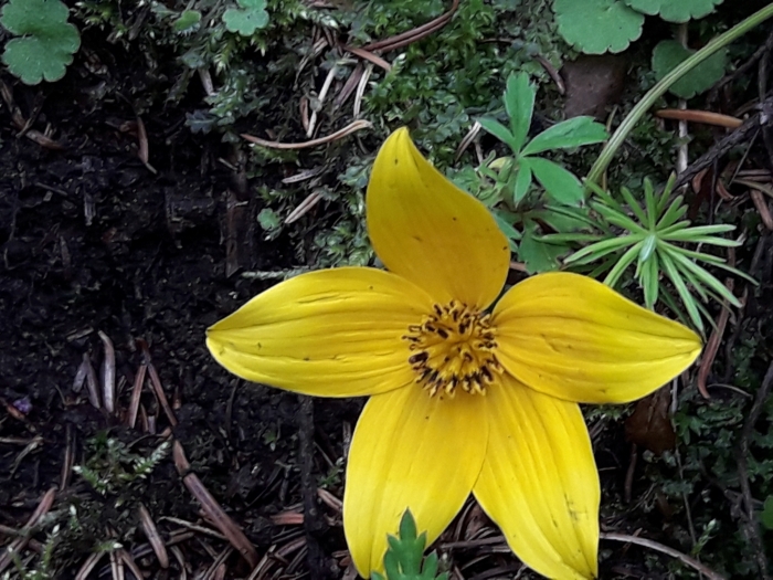 Bidens triplinervia image