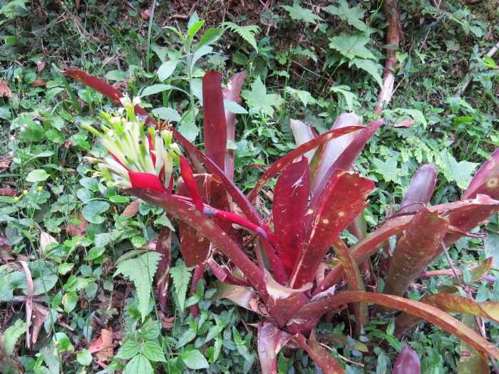 Billbergia amoena image