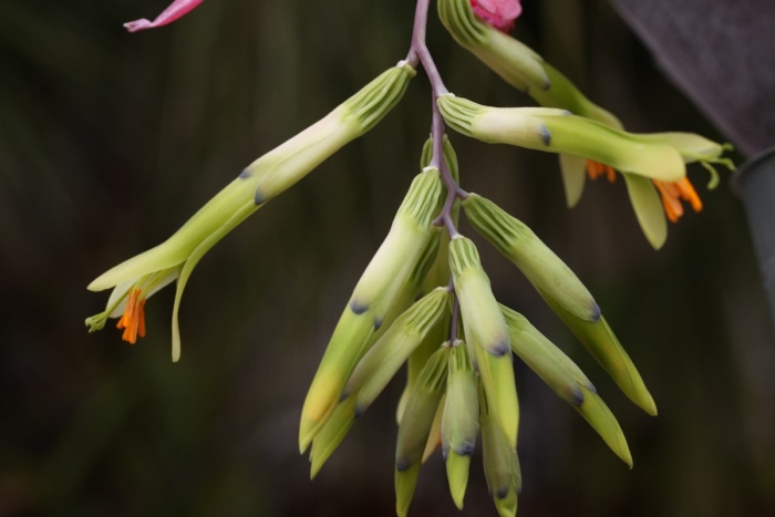 Billbergia distachia image