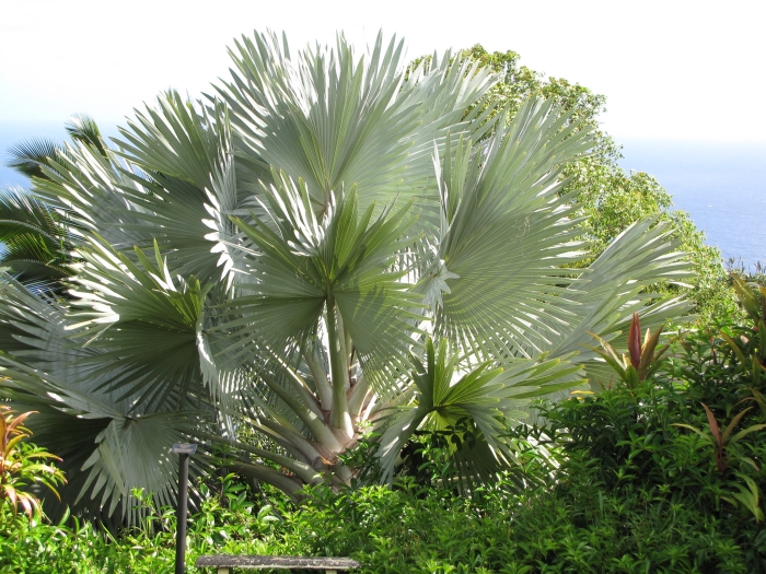 Bismarckia nobilis image