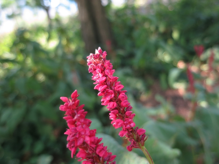 Bistorta amplexicaulis image