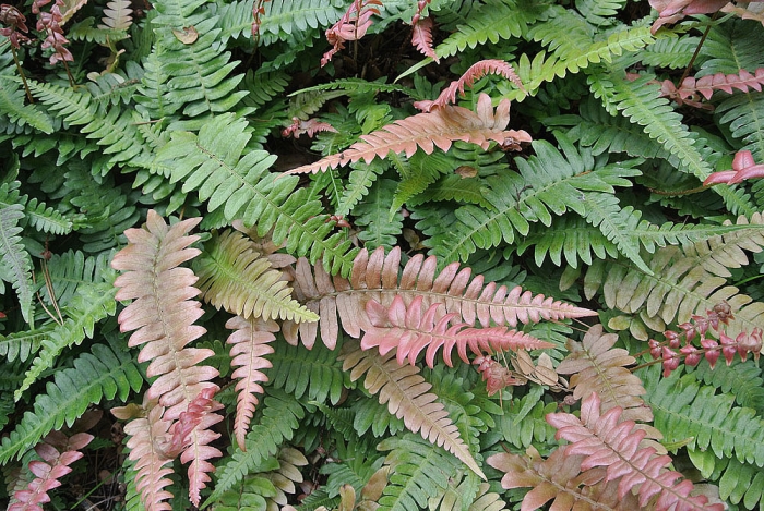 Blechnum occidentale image