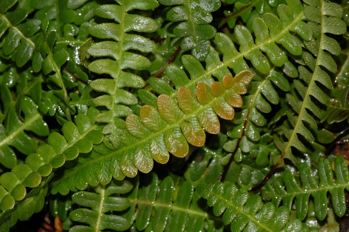 Blechnum penna-marina image