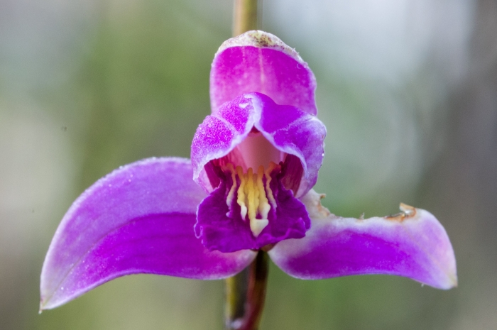 Bletia purpurea image