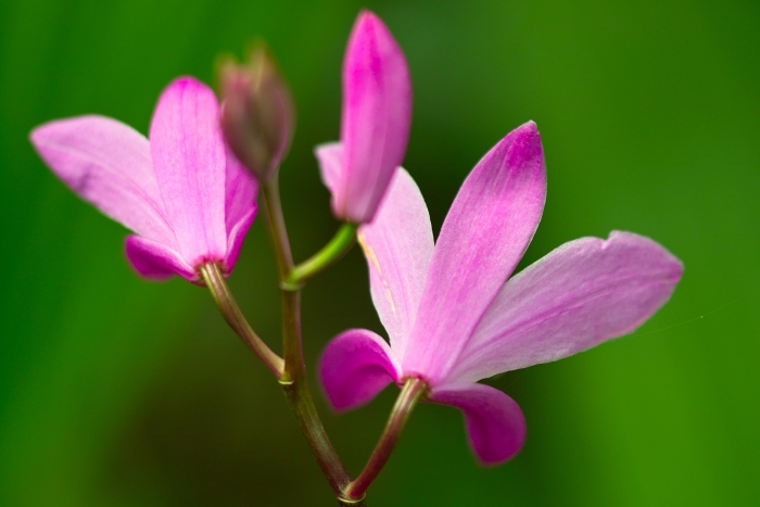 Bletilla striata image