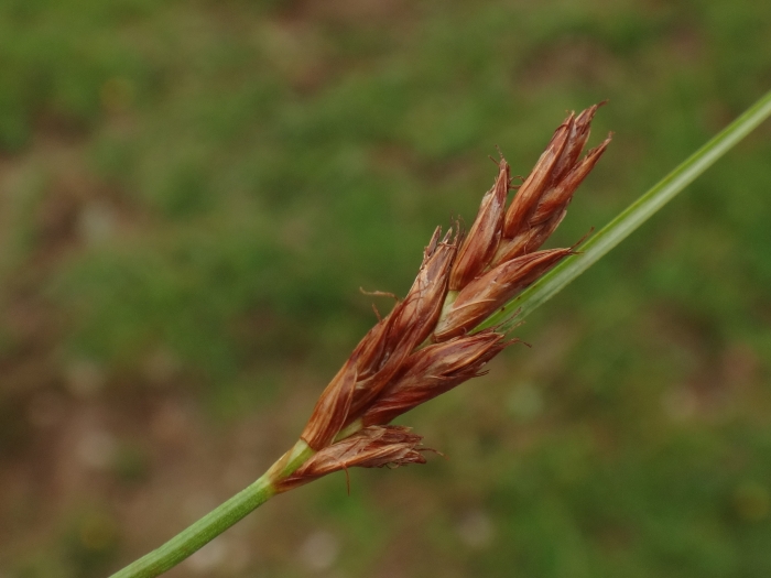 Blysmus compressus image