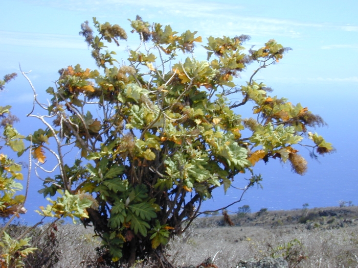 Bocconia frutescens image