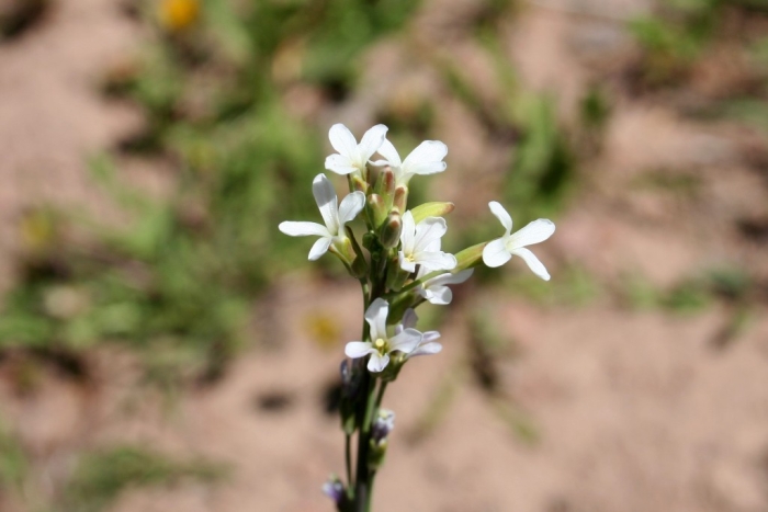 Boechera stricta image