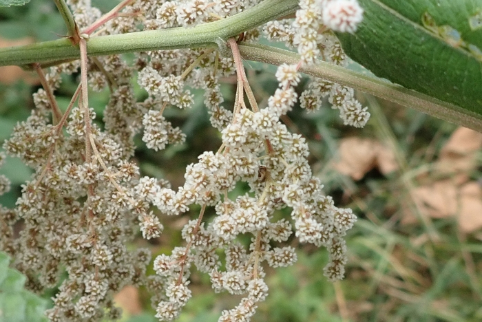 Boehmeria nivea image