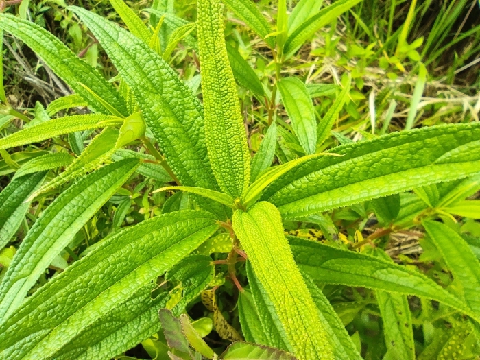 Boehmeria penduliflora image