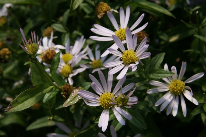 Boltonia asteroides image