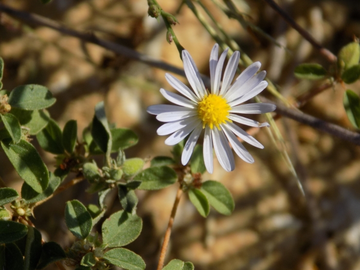 Boltonia diffusa image