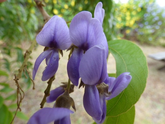 Bolusanthus speciosus image