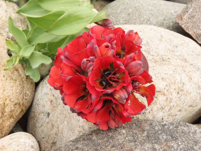 Bomarea ovallei image